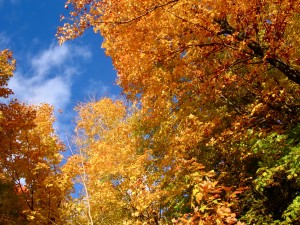 Beautiful Fall colors in the trees
