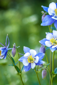 Colorado Native Plant Species: Columbine