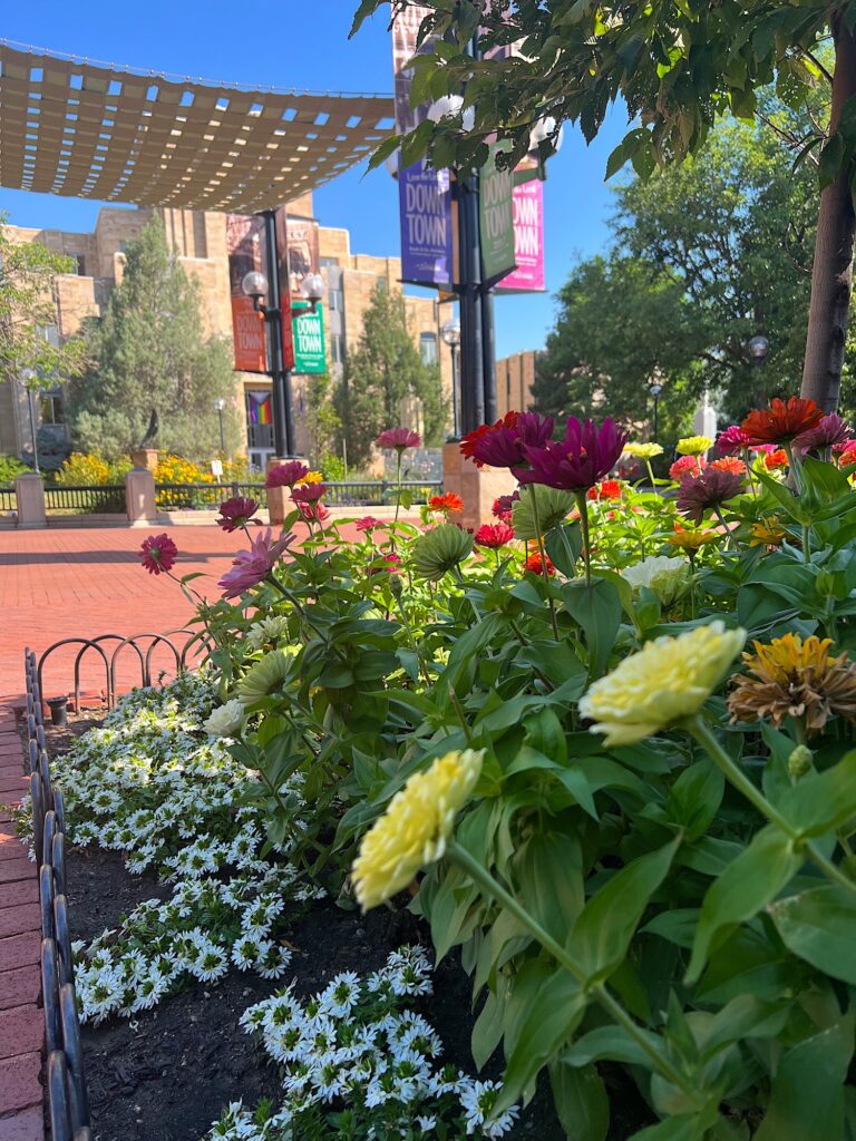 Colorful flowers in bloom along Pearl Street Mall in Downtown Boulder, with banners and historic buildings visible in the background on a sunny day.