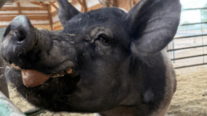 Felix, a rescued pig at Luvin Arms Animal Sanctuary, stands inside a barn with sunlight filtering in. He has a gentle expression, bits of hay on his snout, and his tongue slightly visible as he enjoys a snack.