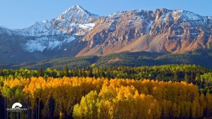 Brilliant golden aspen trees beneath snow-dusted Rocky Mountains during peak fall color season in Colorado.